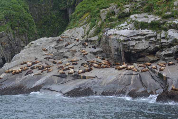 sea lions